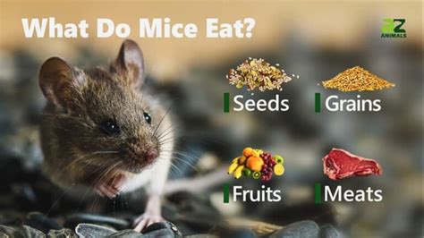 what food is irresistible to mice? and how do mice choose their snacks?